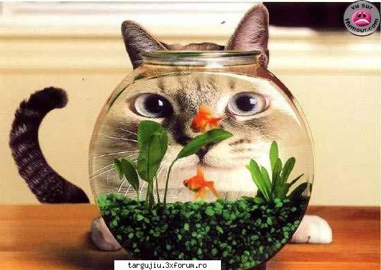 sectiune poze funny - dmldone - Fun stuff