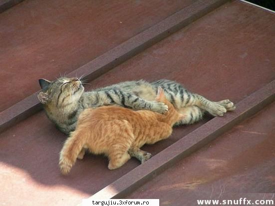 sectiune poze funny - pisici perverse - Fun stuff