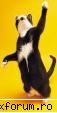 sectiune poze funny - ghighi_hy5 - Fun stuff